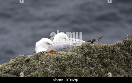 Gabbiani reali .Larus argentatus,a riposo sul lichen coperto rock,Porthgwarra,Cornwall,U.K. Foto Stock