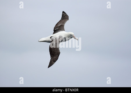 Albatross di scorrimento sul mare Foto Stock