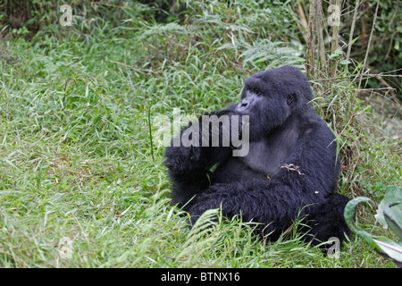 Gorilla di Montagna seduto Foto Stock