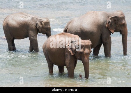 Tre gli elefanti nel fiume a Orfanotrofio degli Elefanti di Pinnawela, Sri lanka Foto Stock