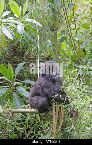 Baia di Gorilla di Montagna arrampicata sugli alberi Foto Stock