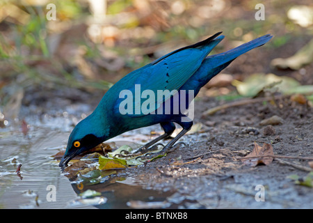 Maggiore Blu-eared lucida-starling bevendo al waterhole, Kruger Park, Sud Africa. Foto Stock