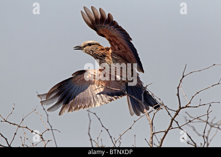 Rullo di viola di decollo, Kruger National Park, Sud Africa. Foto Stock