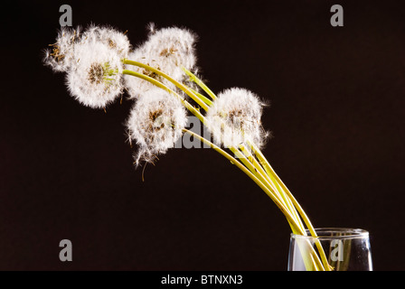 Fiori di tarassaco e semi di vetro con sfondo nero. Foto Stock