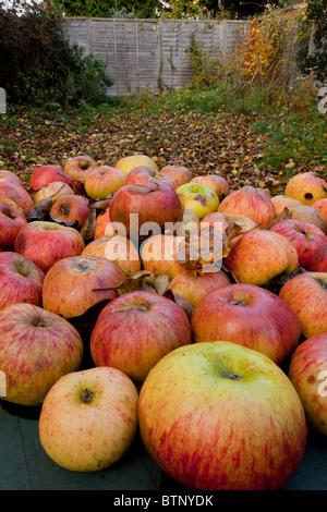 Giardino della fauna selvatica in autunno con caduti Bramley mele. Il Dorset. Foto Stock