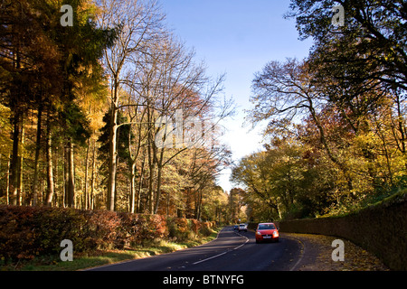 Auto sulla strada principale passando attraverso i viali di alberi autunnali a Dundee dietro Camperdown Country Park entrata nord,UK Foto Stock