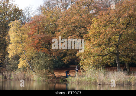 La foresta di Epping in autunno cadono gli alberi del bosco Foto Stock