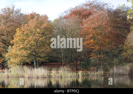 La foresta di Epping in autunno cadono gli alberi del bosco Foto Stock