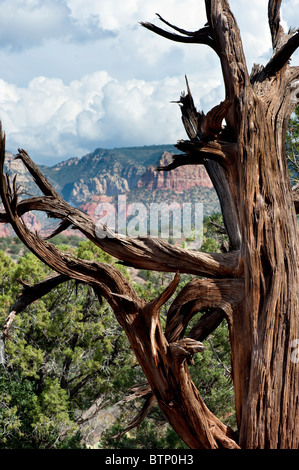 Dead Shaggy di corteccia di albero di Ginepro su Oak Creek Trail Sedona in Arizona Foto Stock