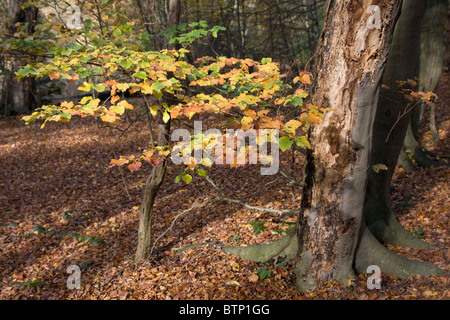 La foresta di Epping in autunno cadono gli alberi del bosco Foto Stock