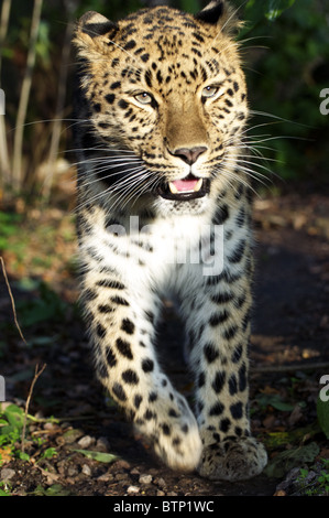 Femmina di Amur leopard camminando verso la telecamera Foto Stock