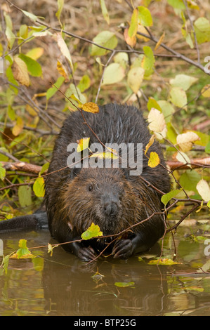 American Beaver Castor canadensis raccogliere cibo autunno America del Nord Foto Stock