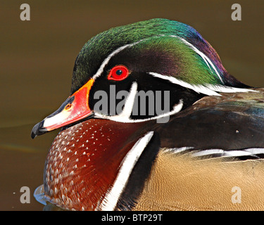 I colori vivaci di un anatra di legno di Drake. Foto Stock