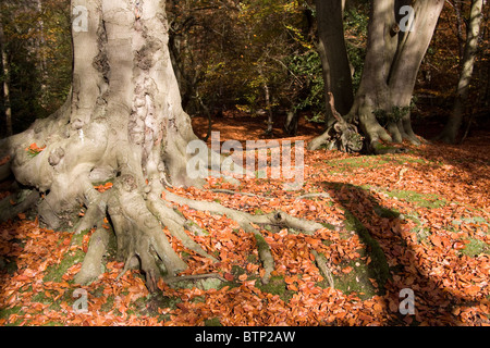 La foresta di Epping in autunno cadono gli alberi del bosco Foto Stock