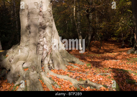 La foresta di Epping in autunno cadono gli alberi del bosco Foto Stock