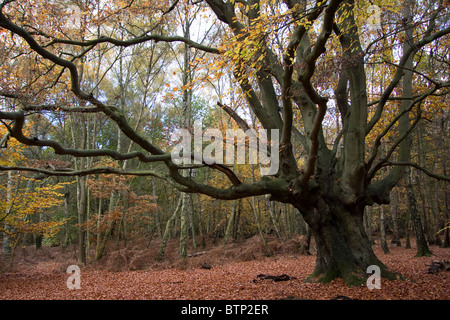 La foresta di Epping in autunno cadono gli alberi del bosco Foto Stock