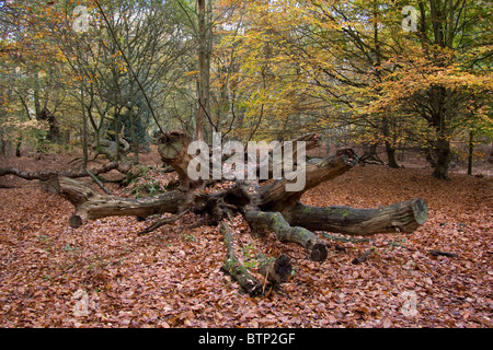 La foresta di Epping in autunno cadono gli alberi del bosco Foto Stock