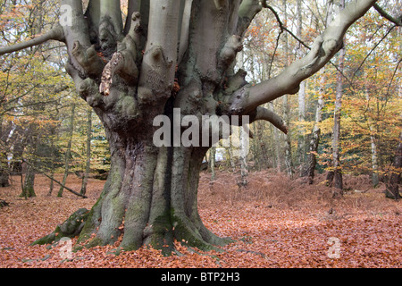 La foresta di Epping in autunno cadono gli alberi del bosco Foto Stock