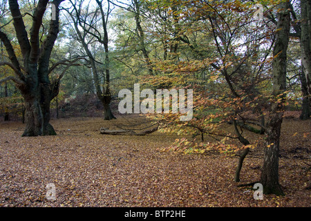 La foresta di Epping in autunno cadono gli alberi del bosco Foto Stock