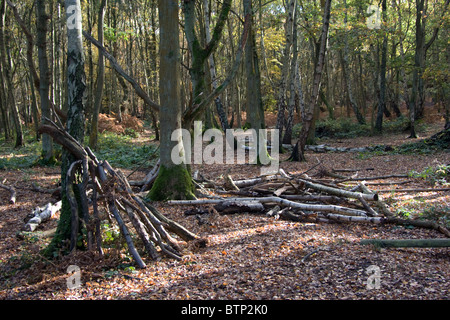 La foresta di Epping in autunno cadono gli alberi del bosco Foto Stock