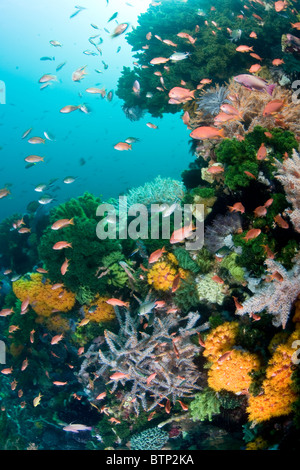 Piccolo, colorati pesci di scogliera, Anthias sp., danza in una moderata corrente che scorre su di una sana barriera corallina vicino all isola di Komodo. Foto Stock