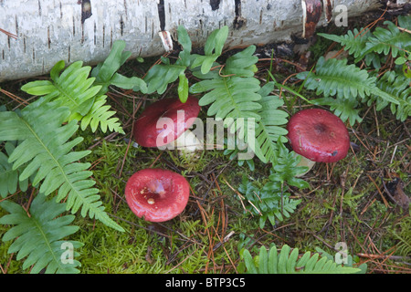 Nerastra-viola Russula ottobre NORFOLK REGNO UNITO Foto Stock