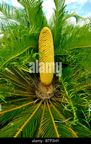 Cuscinetto di polline .cycad revoluta in Frontyard a Ballina NSW Australia Foto Stock