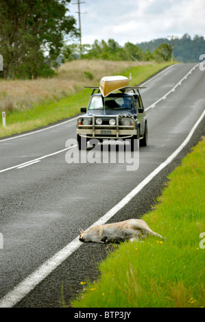 Un canguro ucciso dopo la collisione con una vettura su una strada nel NSW Australia Foto Stock