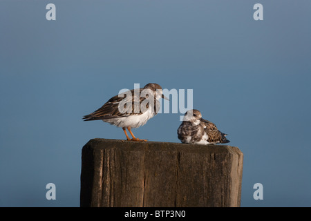 Turnstones Arenaria interpres sui frangiflutti all'alba Foto Stock