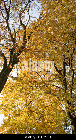 I colori dorati di autunno prima di cadere in foglia Foto Stock