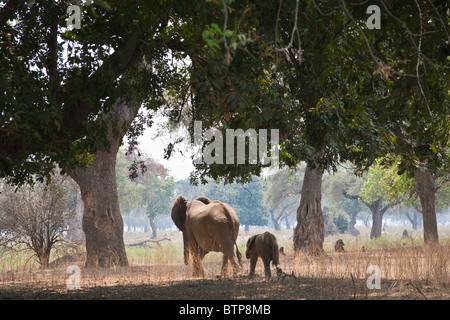 Elefante mucca e vitello camminare sotto gli alberi di grandi dimensioni in Mana Pools Park Zimbabwe Foto Stock