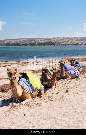 In Australia, in Sud Australia, Fleurieu Peninsula, Victor Harbor, cammelli seduto sulla spiaggia Foto Stock