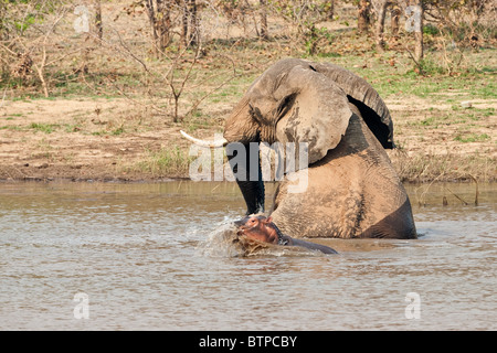 Elephant inseguendo un baby ippopotamo nell'acqua. Baby ippopotamo interagenti con il nuoto elefante. Foto Stock