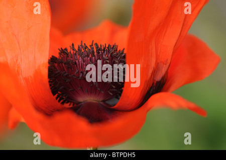 Un unico rosso papavero orientale flowerhead Foto Stock