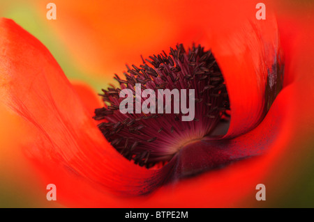 Un unico rosso papavero orientale flowerhead Foto Stock