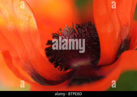 Un unico rosso papavero orientale flowerhead Foto Stock