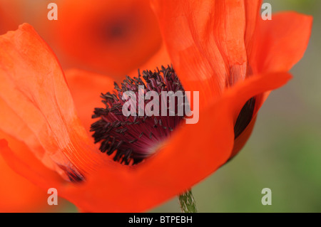 Un unico rosso papavero orientale flowerhead Foto Stock