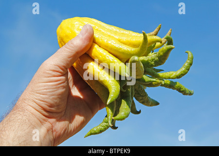 Il Buddha la mano. Citrus medica sarcodactylus. Foto Stock