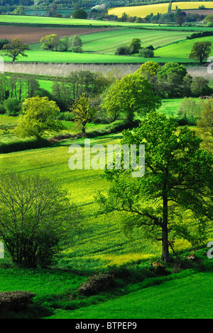 Farmland in primavera nei pressi di Hinton San Giorgio, Somerset, Regno Unito Maggio 2010 Foto Stock