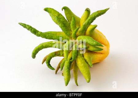 Il Buddha la mano. Citrus medica sarcodactylus. Foto Stock