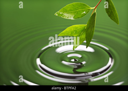 Foglia verde con acqua ripple Foto Stock