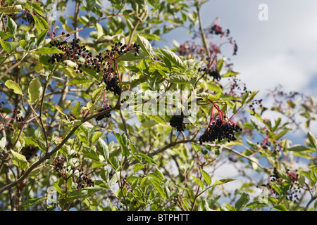 Sambuchi (sambucus) maturazione nella siepe Foto Stock