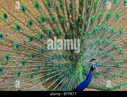 Un indiano Peafowl dancing in Ranthambhore National Park, India Foto Stock