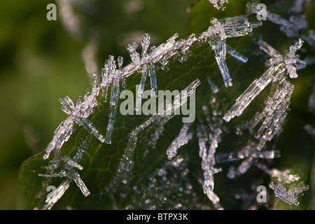 Brina sulle foglie, in Moss, Østfold, Norvegia. Foto Stock