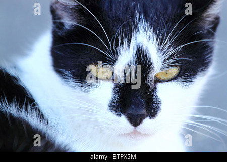 Molto bella di close-up verticale di cat Foto Stock