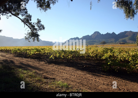 Vigneto in Stellenbosch, Western Cape, Sud Africa. Foto Stock