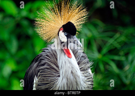 Un africano-Crowned Crane. Foto Stock