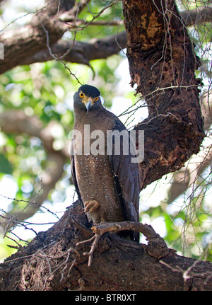 Crested Eagle serpente appollaiato su un albero in Ranthambhore National Park, Rajasthan, India Foto Stock