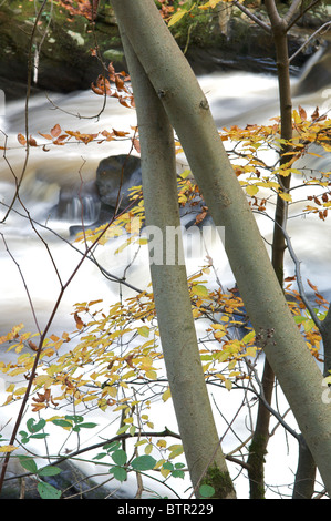 Fiume a Darwen Hoghton Bottoms,Lancashire Foto Stock