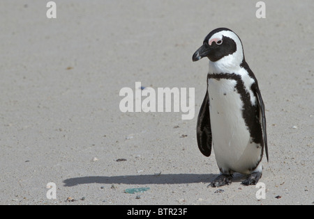 Pinguino africano (Spheniscus demersus) a Boulders Beach nei pressi di Città del Capo Foto Stock